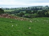 W Murray (Farming) Ltd